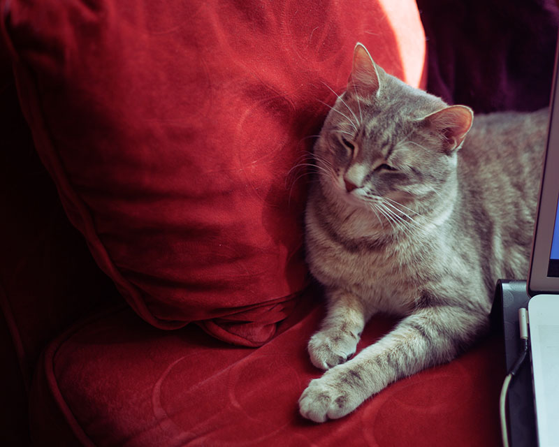 best couches for cats that scratch