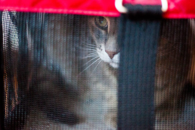 Is It Ok to Leave a Cat in a Cage All Day or at Night? (+Alternative