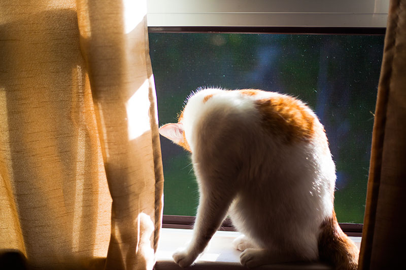 cat-licking-too-much-causing-balding-feline-barbering-causes