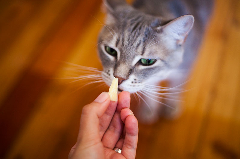 Is it okay for cats to eat outlet cheese