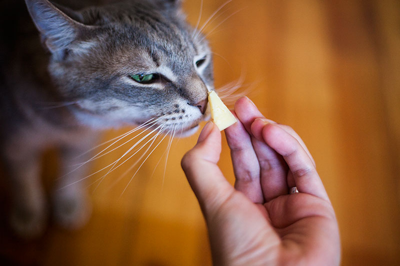 can-cats-eat-cheese-what-types-can-they-eat-safely