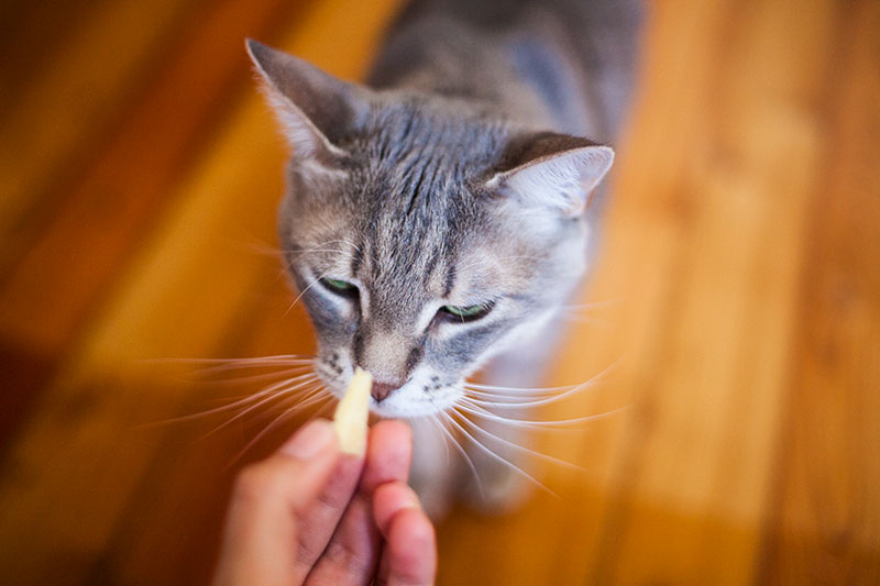 cat-sniffing-cheese-kittyclysm-can-cats-eat-article