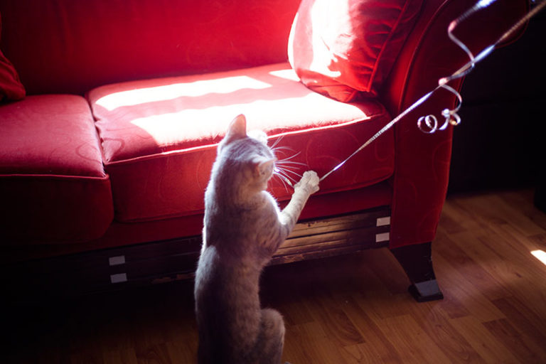 Best Couch Covers for Cats Protect Sofas from Scratches & Spills