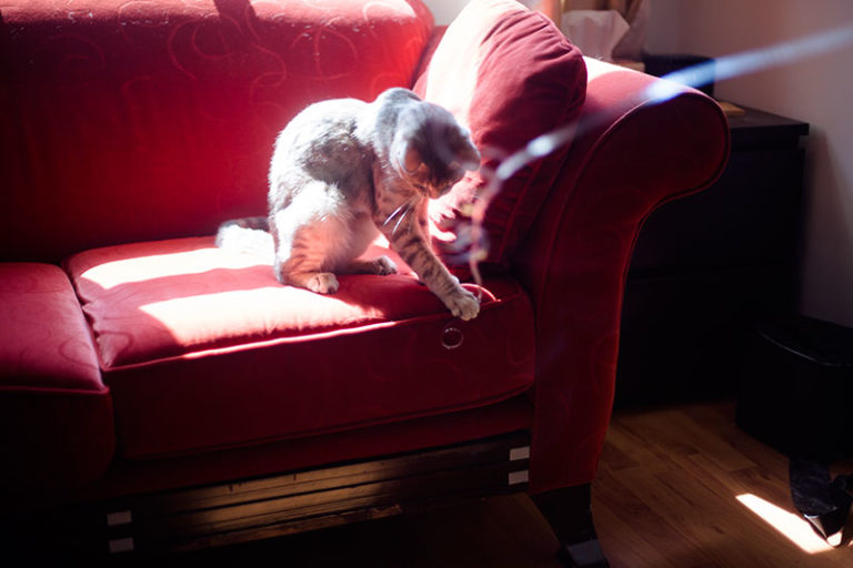 Best Couch Covers for Cats Protect Sofas from Scratches & Spills