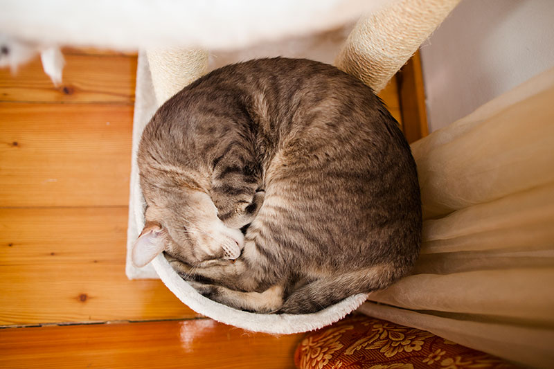 cat-sleeping-in-circle-cat-tree-happy