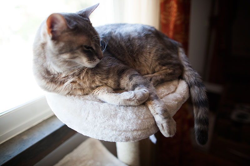 kitty-cat-sleeping-on-top-cat-tree-perch