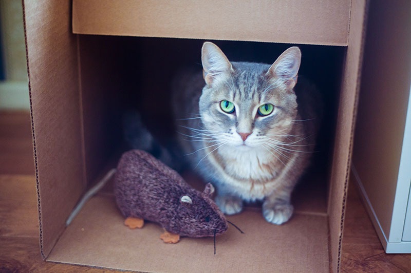 cat-in-cardboard-cat-house