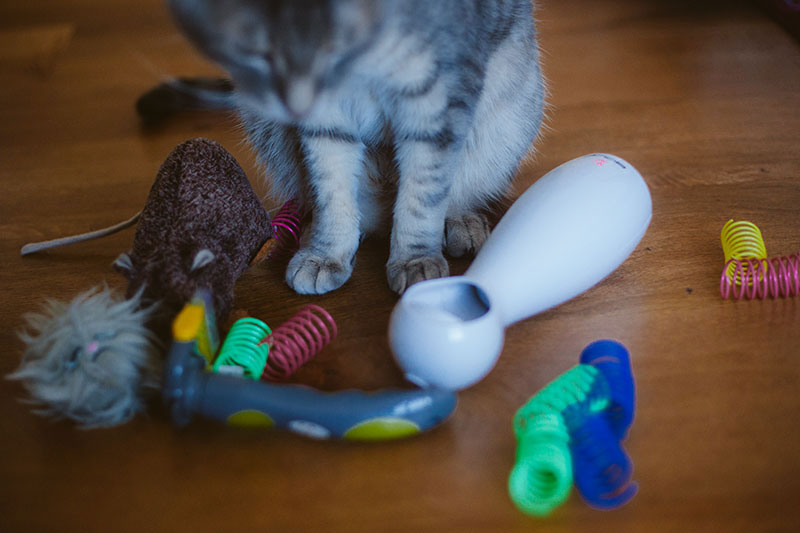 toys cats can play with by themselves