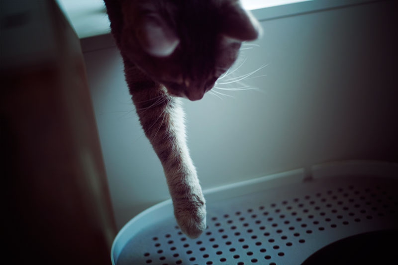 Narrow Long Slim Litter Boxes For Extra Awkward Tight Spaces