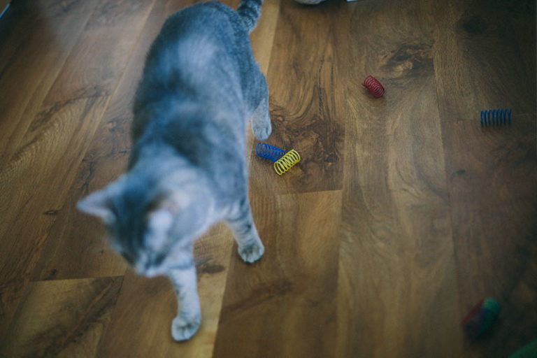 Why Do Cats Chew on Plastic? Is It Dangerous? Can I Get My Cat to Stop?
