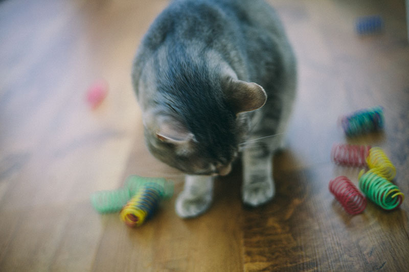 cat chewing on plastic