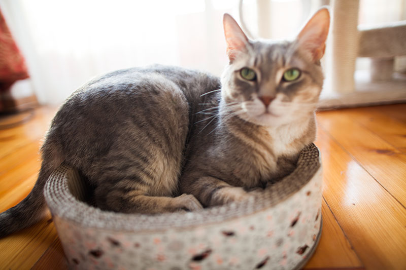 cardboard-cat-scratcher-bed-kittyclysm