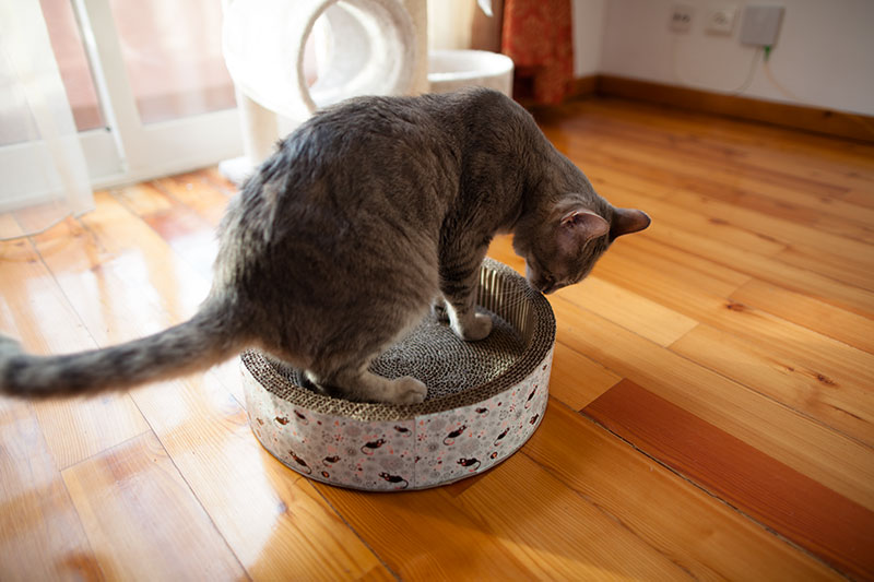 cat-enjoying-cardboard-scratch-bed