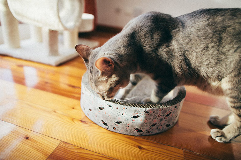 Why Do Cats Bite Their Nails? Why Does Mine Chew & Pull at Her Claws?