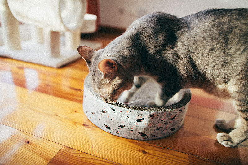 kitty-sniffing-cardboard-cat-scratcher-bed