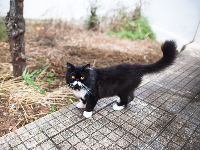 Cool Names For Black Cats