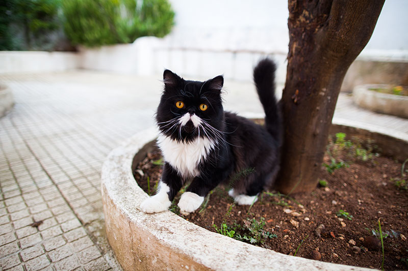 moustache-black-and-white-persian-cat-porthos