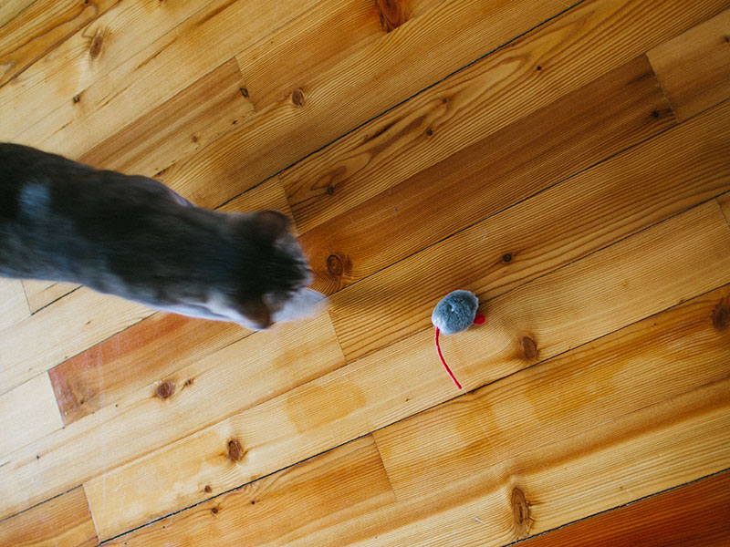 cat-chasing-toy-mouse-electronic-squeak-sound