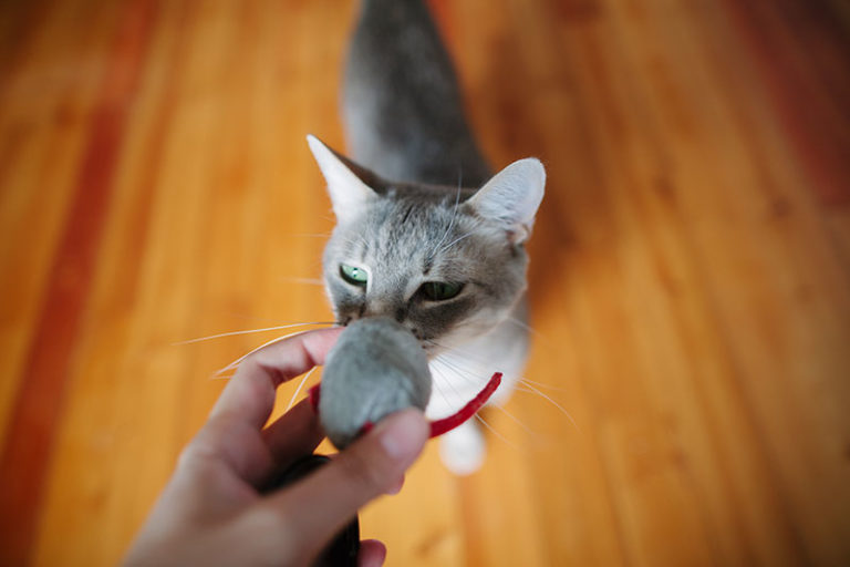 Even My Lazy Cat's Obsessed Toys with Electronic Squeak & Chirp Sounds