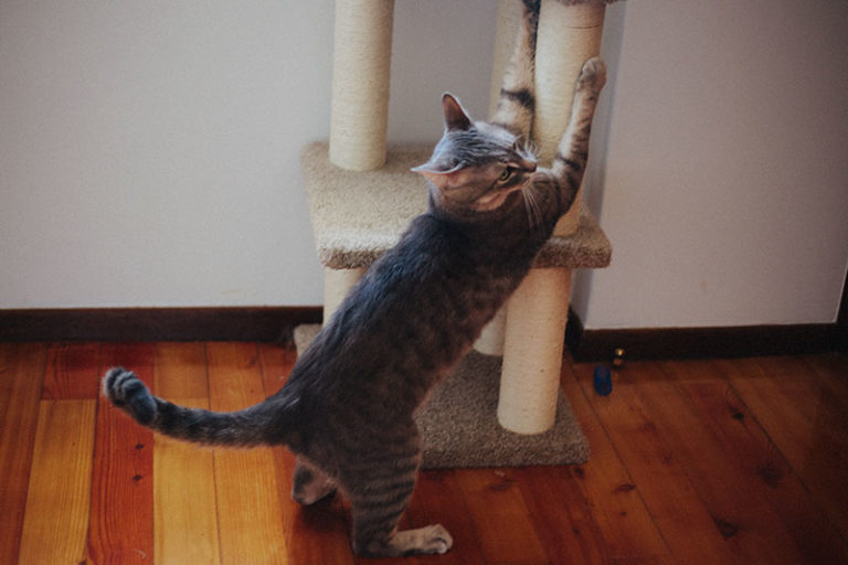 Why Exactly Do Cats Scratch? 7 Benefits Cats Reap from Scratching Things Up