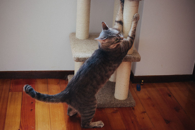 cat-scratching-away-on-scratch-post