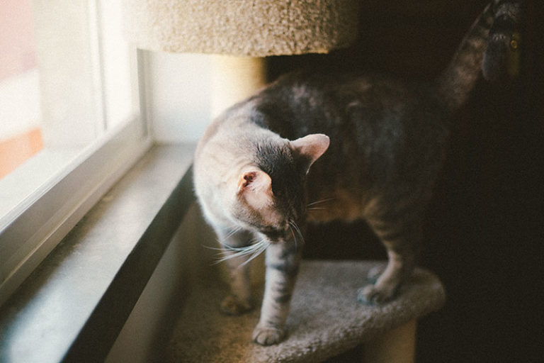 Save Your Sofa! How to Keep Cats from Scratching Leather Furniture