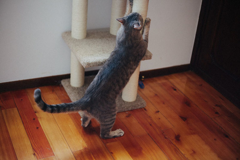 Why Exactly Do Cats Scratch? 7 Benefits Cats Reap from Scratching Things Up