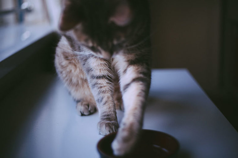 Slow Feed Cat Bowls for Cats Who Guzzle Grub Way Too Quickly