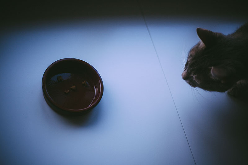 Slow Feed Cat Bowls for Cats Who Guzzle Grub Way Too Quickly