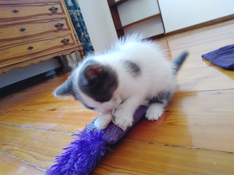 kitten-biting-kong-kickeroo-kitten-catnip-toy