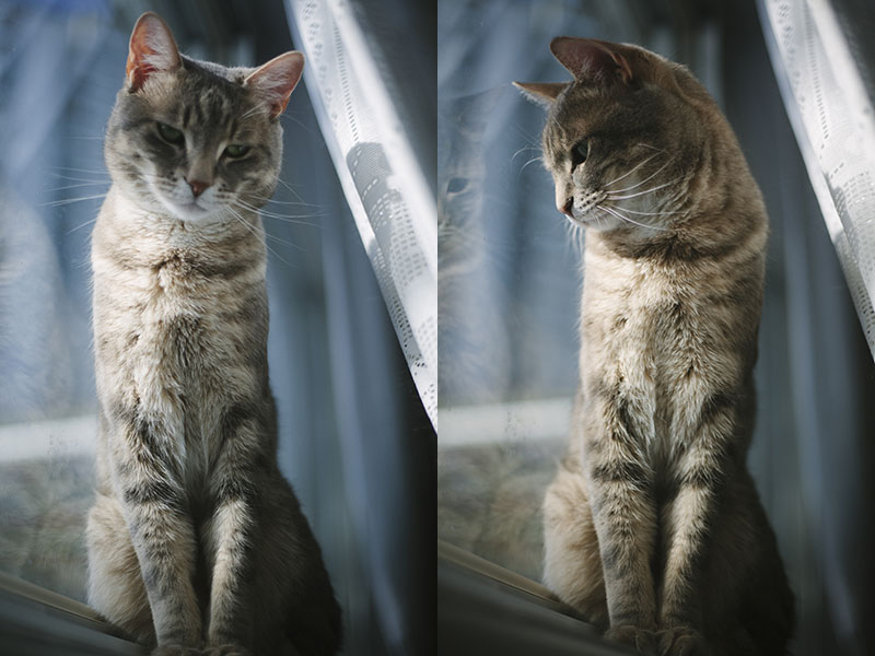 kitty-cat-by-window-blue-winter-portrait