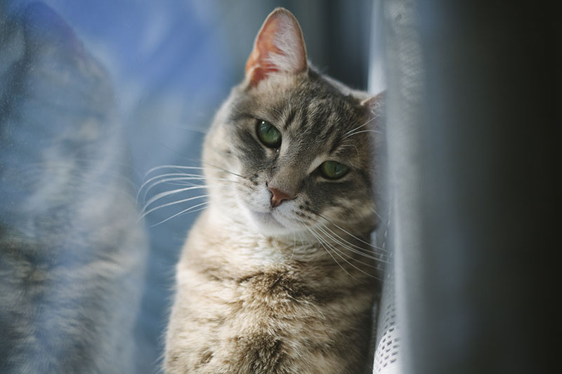 avery-cute-kitty-cold-window-blue