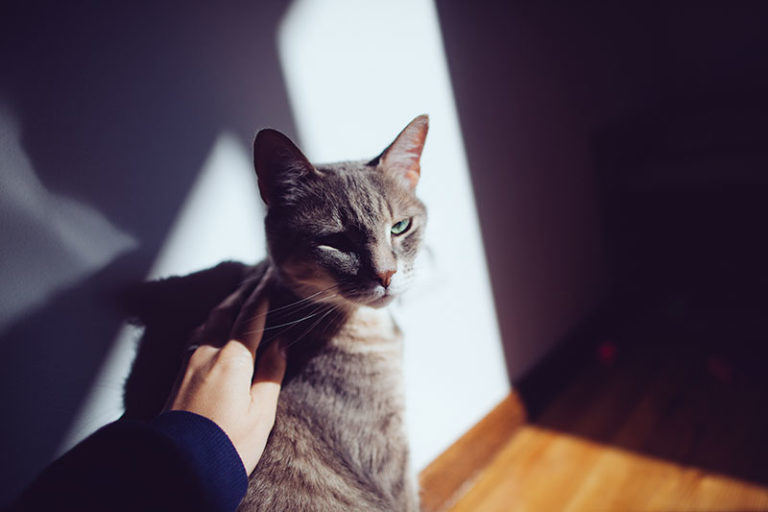 "Why Does My Cat Chew & Bite My Fingers?" 6 Possibilities, Telling Which