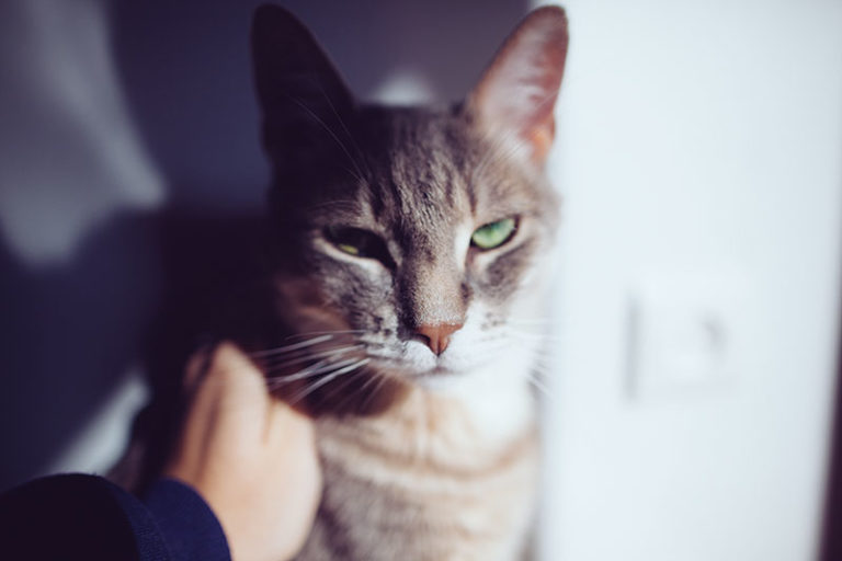 "Why Does My Cat Chew & Bite My Fingers?" 6 Possibilities, Telling Which