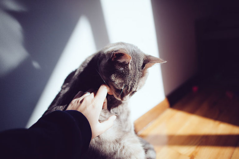 "Why Does My Cat Nibble on Me?" 11 Theories That May Explain Why