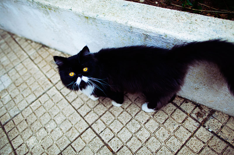 how-to-keep-outdoor-cats-off-car-hoods