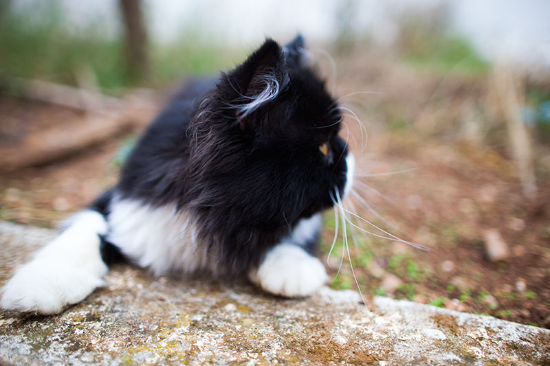 outdoor-cat-black-and-white-looking-around