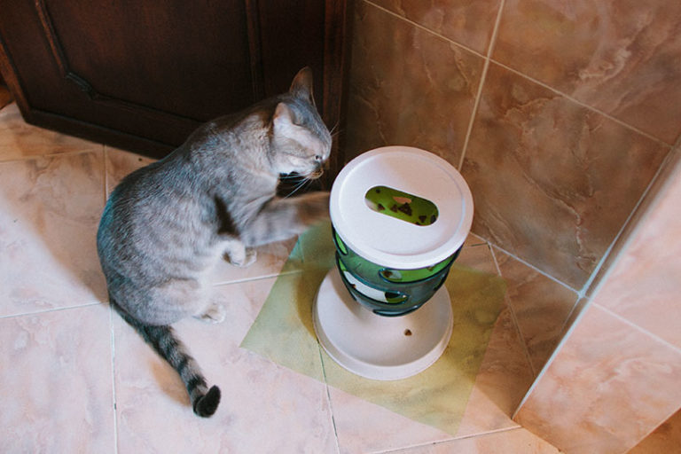 "Why Did My Cat Pee on Me?" 11 Potential Explanations + Solutions