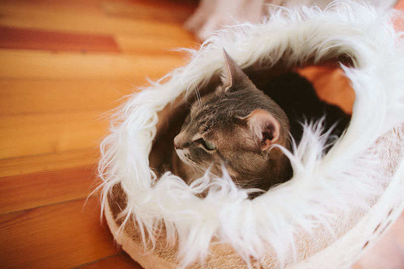 cat-sitting-in-bed-trixie-minou-cuddly-cave