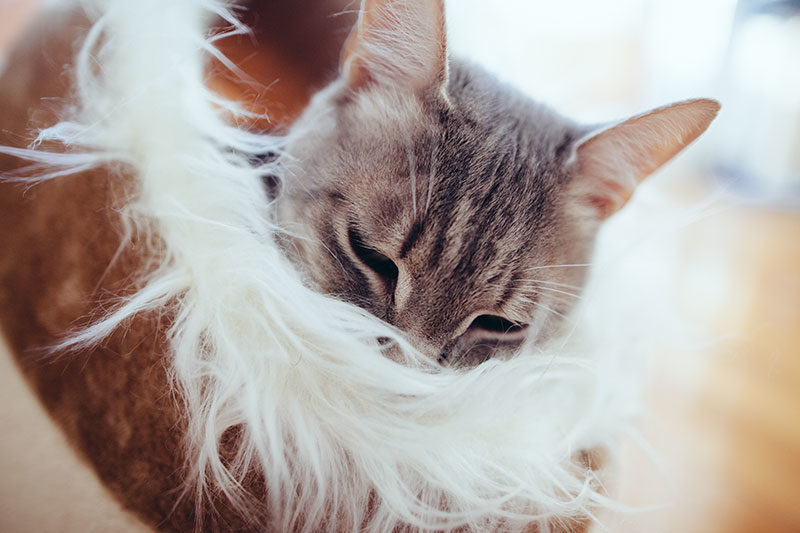 Bed Warmers for Cats: Indoor & Outdoor, Electric & Self-Warming