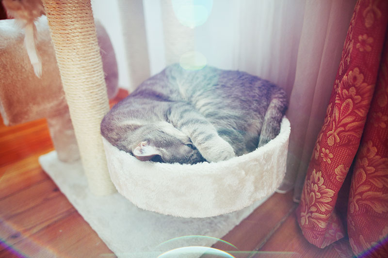 kitty-sleeping-in-wide-perch-cat-tree