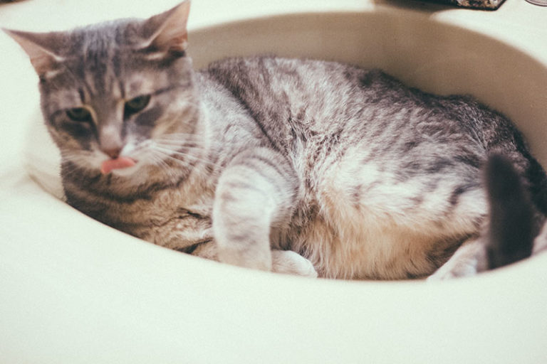"Why Is My Cat Obsessed With the Bathroom?" Mine Are, Too!