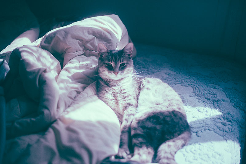 cat-happily-resting-on-human-bed