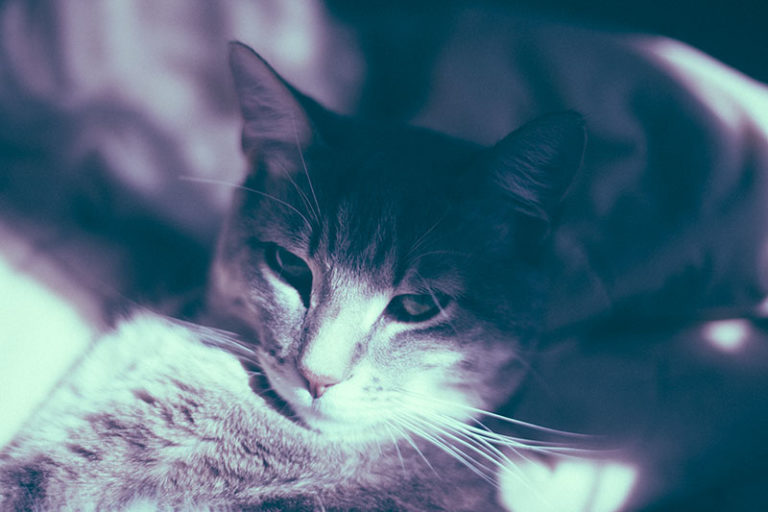 Why Do Cats Lose Whiskers? Is It Normal for Whiskers to Shed/Fall Out?