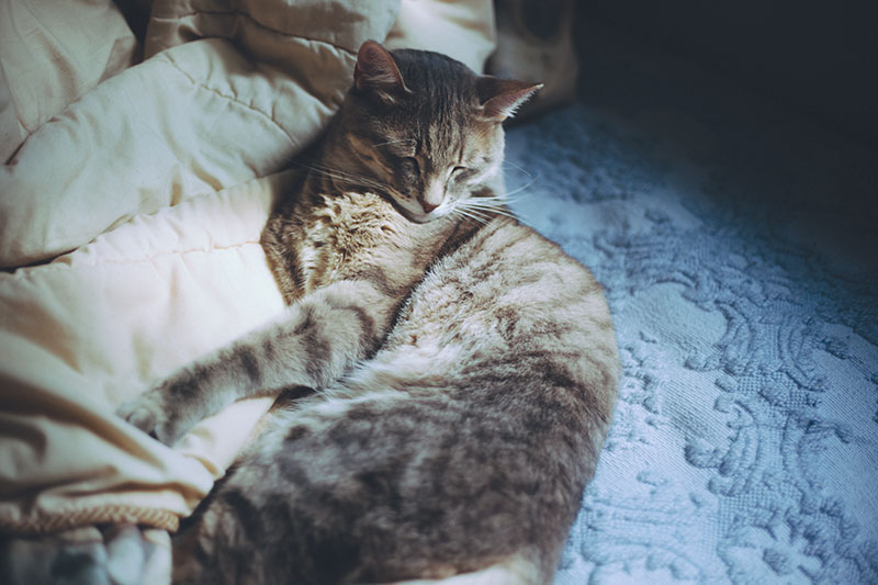 happy-cat-sleeping-on-bed