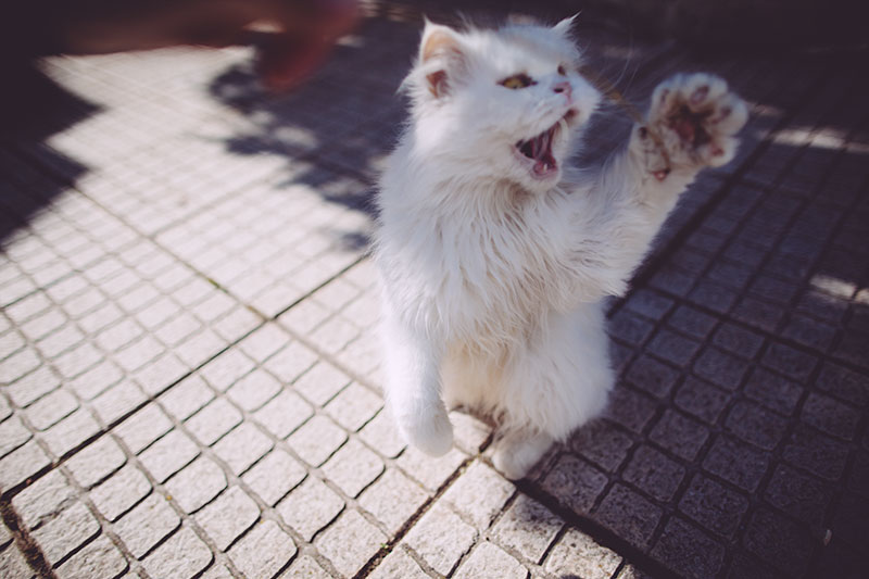 Outdoor Cat Toys Weatherproof Feline Fun You Can Keep Outside