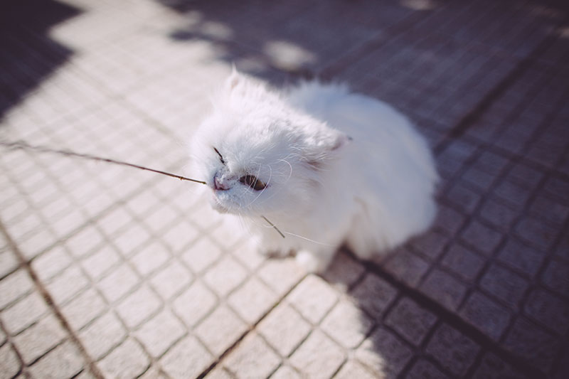 outdoor-cat-playing-with-twig