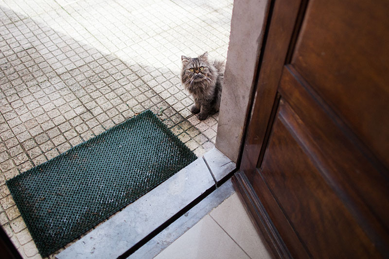 bjorn-new-cat-stuck-around-until-adopted