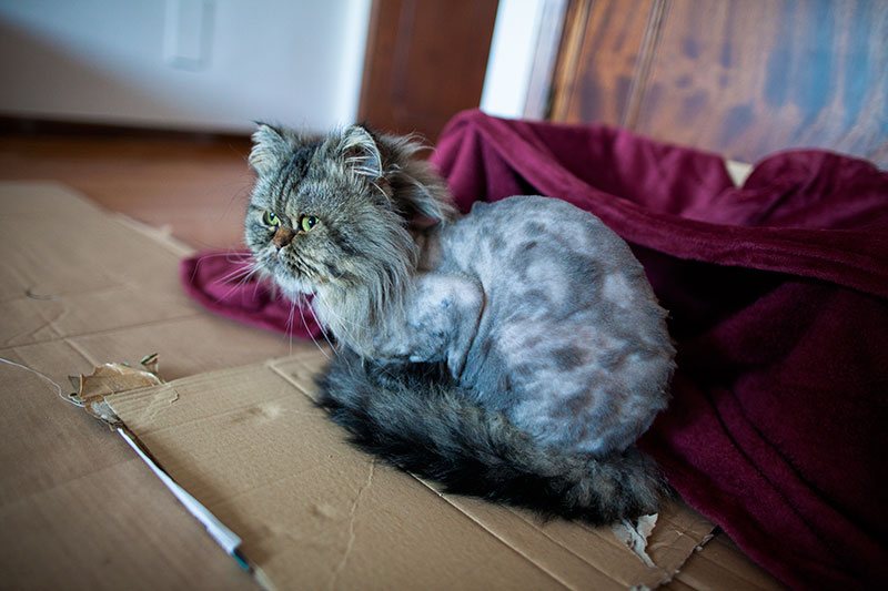 bjorn-persian-cat-shaved-matted-hair