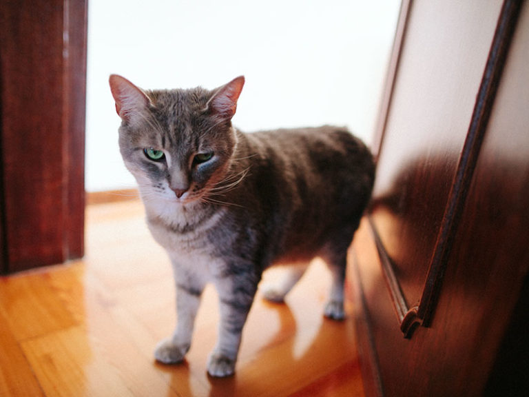 "Why Does My Cat Follow Me Everywhere?" 16 Possibilities